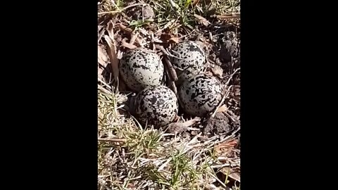 Killdeer nest pt3