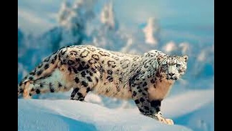 The Future of Snow Leopards | Snow Leopard Documentary