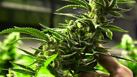 Despite signatures, the issue of medical marijuana in Mason will not be on the November ballot