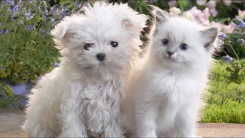 Adorable Cats and Dogs: The Cutest Pets You'll Ever See #Petsandwild