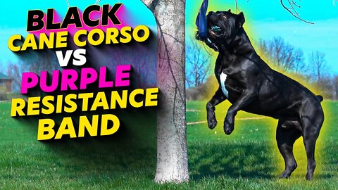 BLACK Cane Corso Vs. PURPLE Resistance Band