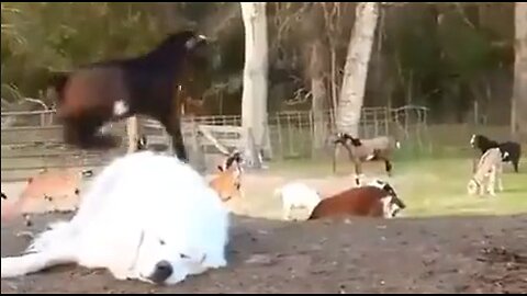 Goats Want To Play - Dog Wants To Sleep