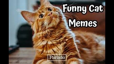 Cute Cats Videos #catmeow Funny Animals Compilation😹 Try Not To Laugh Challenge MV59 #shorts