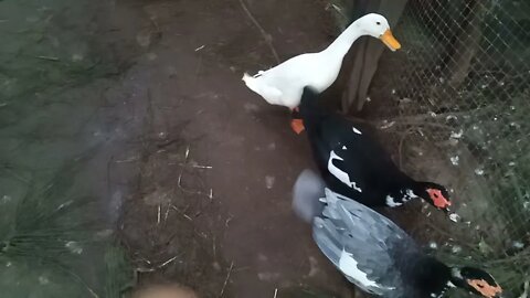 Indian runner duck and Muscovy girls greeting the other pen again 21st June 2021