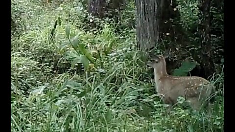 Blacktail Salad bar, August 2-15