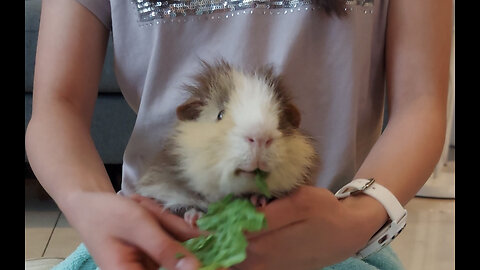 Adorable Guinea Pig Dancing (Took an Awful amount of Veggies to Film this)