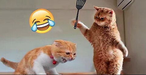 Best Funny Animals 2023 😂