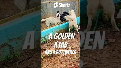 @ Wags&Wonders Pet Boarding In Bangalore. #shortscreator #labrador #rottweiler #goldenretriever