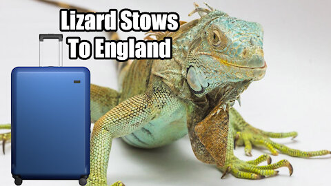 Florida Lizard stows away to England in suitcase