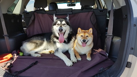 Dogs Thrilled To Be Reunited With Owners After Two Weeks Apart