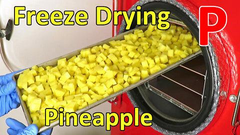 Freeze Drying Fresh Pineapple