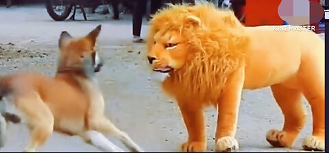 Funny comedy of dog and lion 🦁🦁