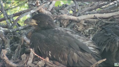 Hays Eaglet H15 beautiful closeup 2021 05 18 6:31AM