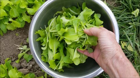 Garden Update 5-27-20 Lettuce, tree frog, and bumblebees!