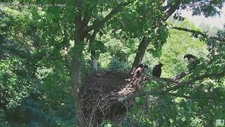 Hays Bald Eagles H16 Up to the Incline Branch, and down to Happy Dance 2022 05 30 1204