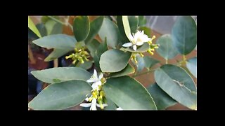 frutíferas produzindo em vaso cabeludinha figo jabuticabeira Sabará limão taiti poncan okinawa