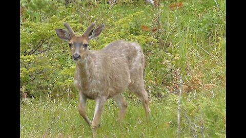 Calling in a Buck