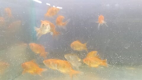 Cute gold fishes