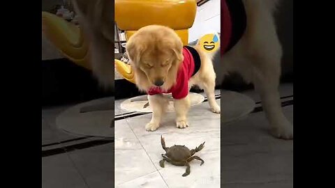 EXTREMLY FUNNY ANIMALS video