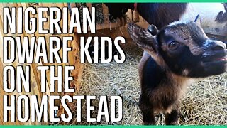 Nigerian Dwarf Kids Born on the Homestead