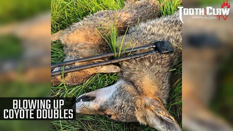 Blowing Up Coyote Doubles - Coyote Hunting