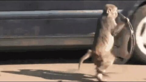 Funny Monkey Compilation