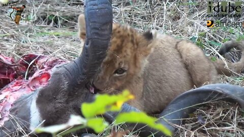 Daughters Of The Mapogo Lions - Rebuilding The Othawa Pride - 9: Kudu For Lunch!