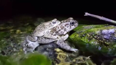 Mating European green toad in a river at Toubkal National Park in Morocco, Africa