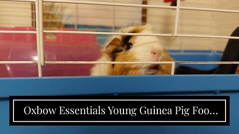 Oxbow Essentials Young Guinea Pig Food - All Natural Guinea Pig Pellets - 5 lb.