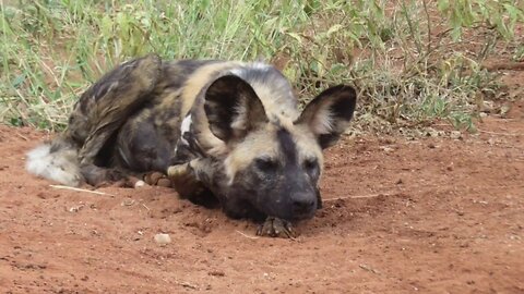 Wild Dogs the best hunter in Africa - short documentary