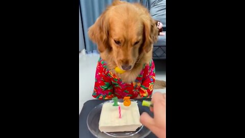 Cute dog enjoying his birthday cake!