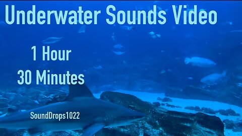 Take A Break With 1 Hour And 30 Minutes Of Underwater Sounds Video