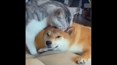 Unlikely Friendship- Astonishing Cat and Dog Duo! Short #shorts #funnymemes #syl_vester