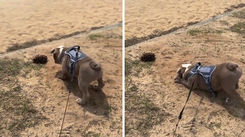 Bulldog Puppy Encounters A Very Scary Pine Cone