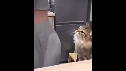 Cat see her as fresh meat