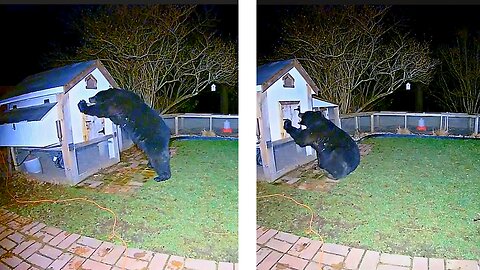 What Happens When a Bear Wrongly Messed with a Chicken Coop?