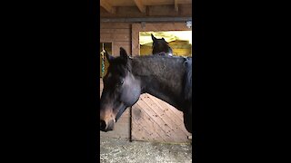 Jealous horse photobombs silly friend's camera time