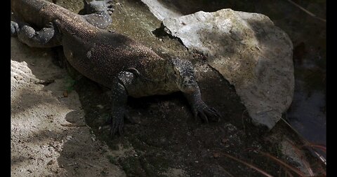 Komodo Dragons: Living Legends