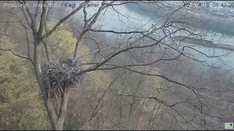 Hays Eaglet H13 casts a pellet 4.08.21 646AM