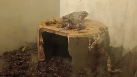 FEEDING THREE TREEFROGS (10/06/23) 🎶