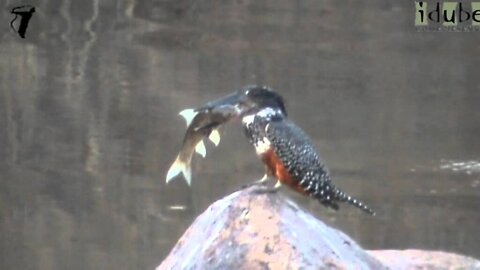 Giant Kingfisher