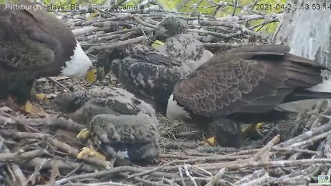 Hays Eagles Dad brings in fish after long wait for the 3 eaglets !2021 04 25 13:50