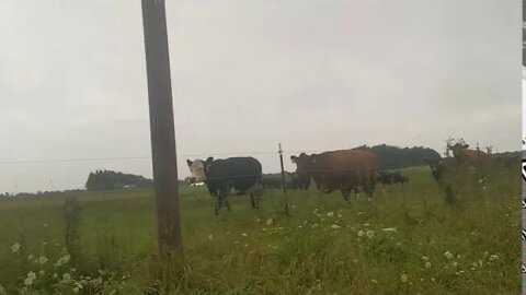 The cows are following me!