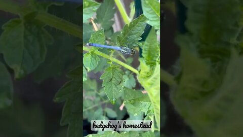 Beautiful dragonfly￼