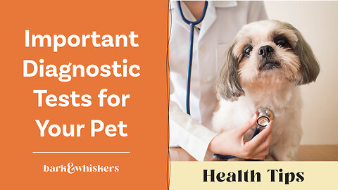 Dr. Becker Discusses Important Diagnostic Tests for Your Pet