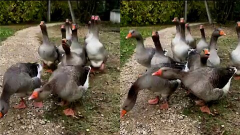 Cluster Of Ducks Gossiping Together