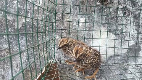 cara merawat anakan || burung puyuh liar ||dari kecil gampang gampang susah,#puyuhliarkediri #puyuh