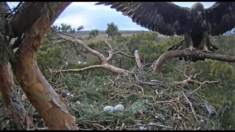 Male and Female Switch Places 🦅 3/31/22 16:23