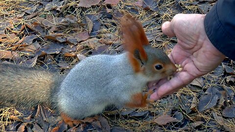 Squirrel 🐿️ feeding