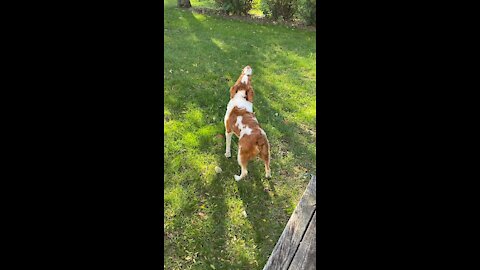 My dog howling at the tornado sirens during the monthly test